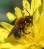 Osmia sp.